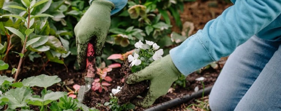 Gardener